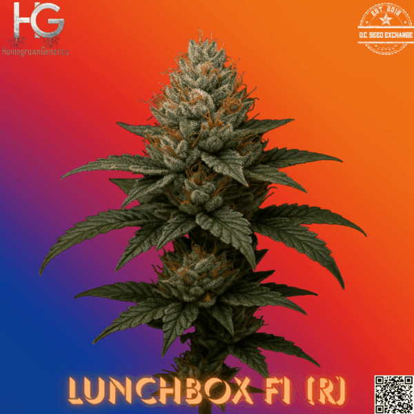 Lunchbox F1 (Super Fried Applez × Lunch Money) 10 Regular Seeds