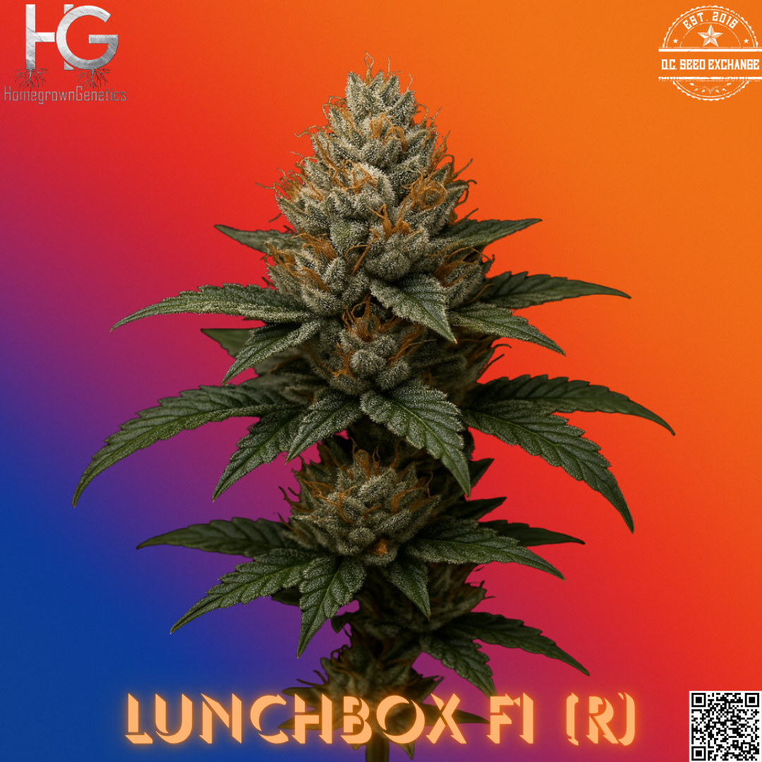Lunchbox F1 (Super Fried Applez × Lunch Money) 10 Regular Seeds