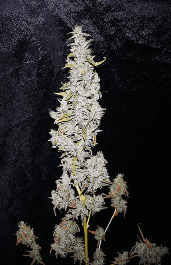 Platinum Smack F1 (Smackerz x Platinum Float) 10 Feminized Seeds - Image 2