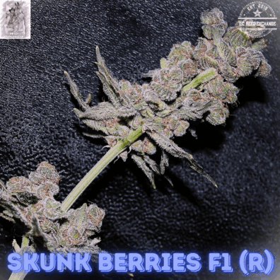 Skunk Berries F1 (Mother of Berries x Schwaggy's Skunk) 10 Regular Seeds