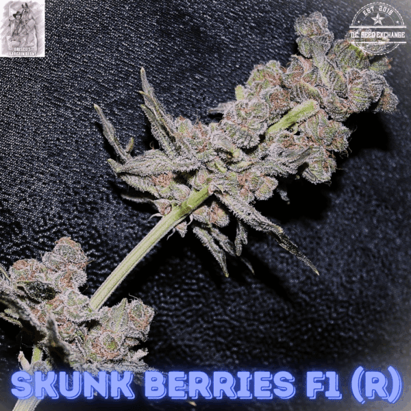 Skunk Berries F1 (Mother of Berries x Schwaggy's Skunk) 10 Regular Seeds