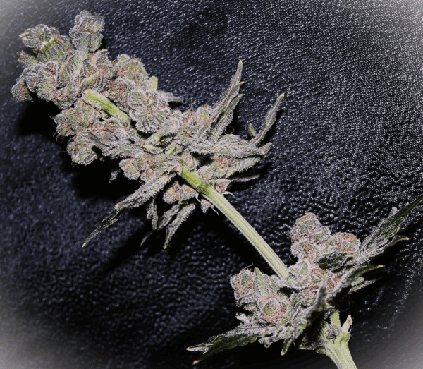 Skunk Berries F1 (Mother of Berries x Schwaggy's Skunk) 10 Regular Seeds - Image 2