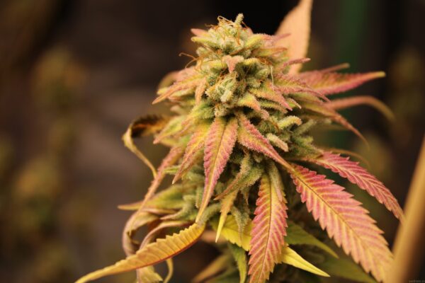 Bodhi Seeds Strawberry Milk F2 11 Regular Seeds - Image 2