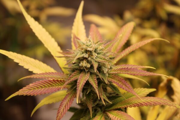 Bodhi Seeds Strawberry Milk F2 11 Regular Seeds - Image 3