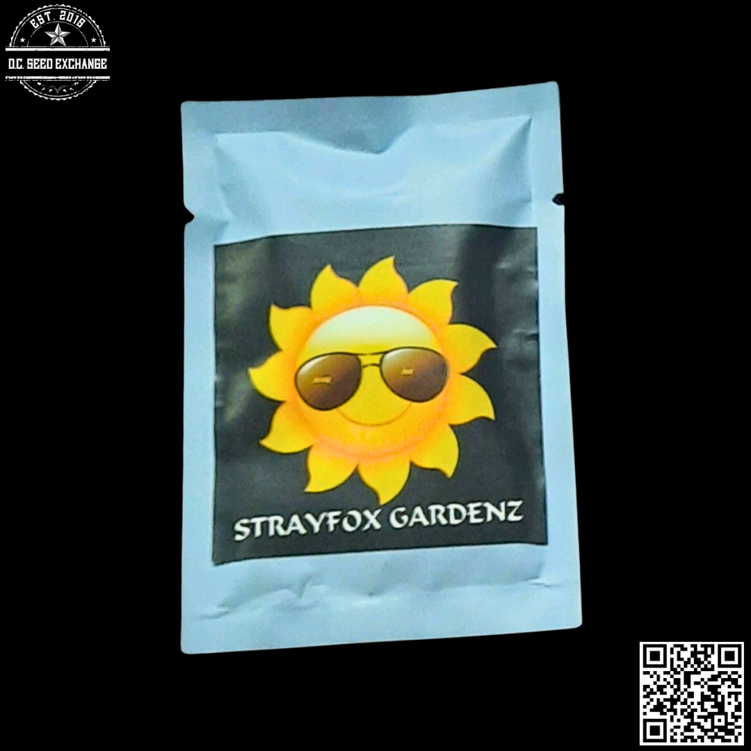 Strayfox Gardens Moon Cycles (Ninja Turtles 22 x Iraqi) 10 Regular Seeds - Image 2