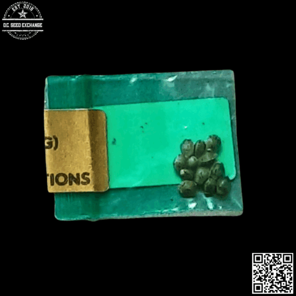 Supernatural Selections Cherry Queen (Fat Cherry Afghani x Old Mother Ghani) 11 Regular Seeds - Image 2
