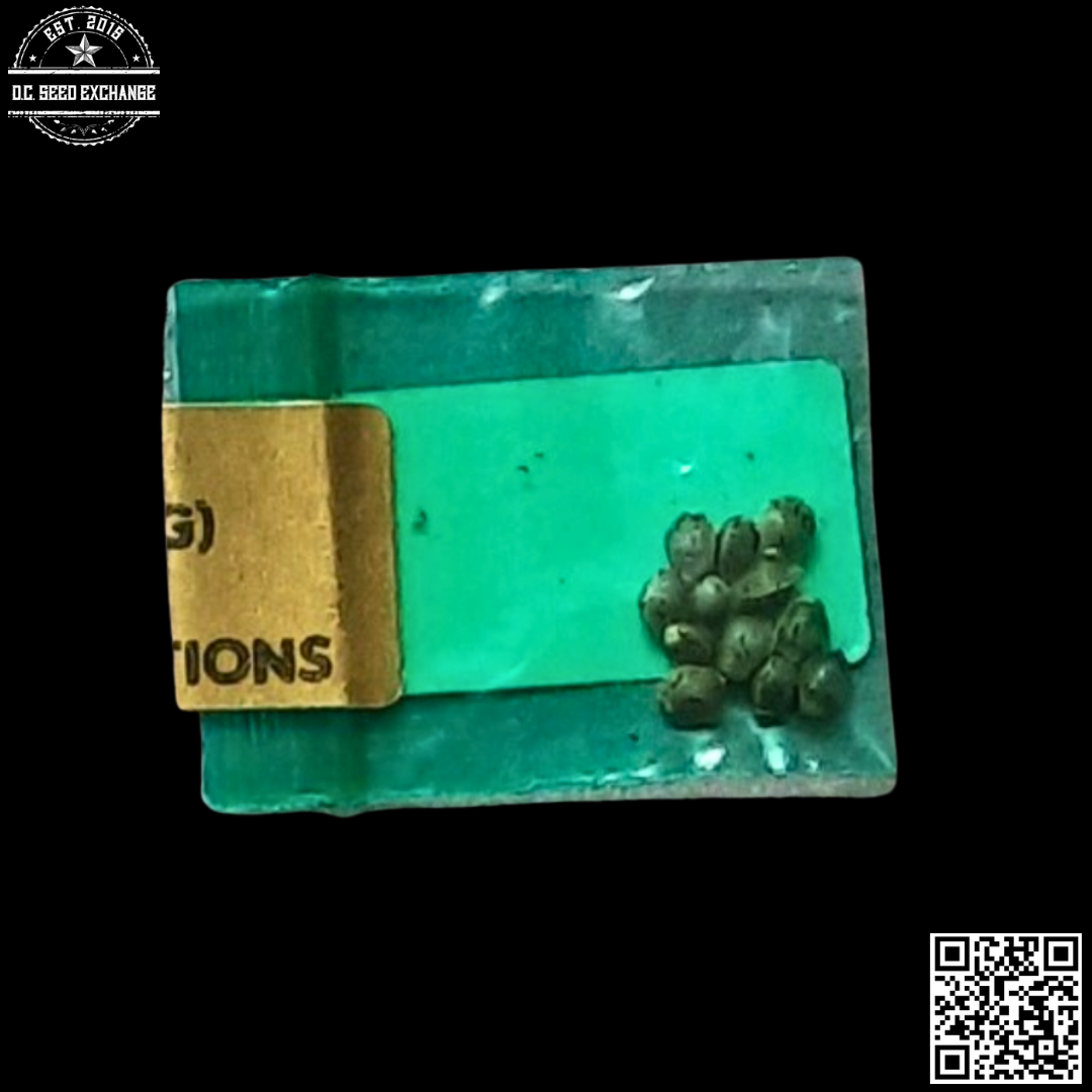 Supernatural Selections Cherry Queen (Fat Cherry Afghani x Old Mother Ghani) 11 Regular Seeds - Image 2