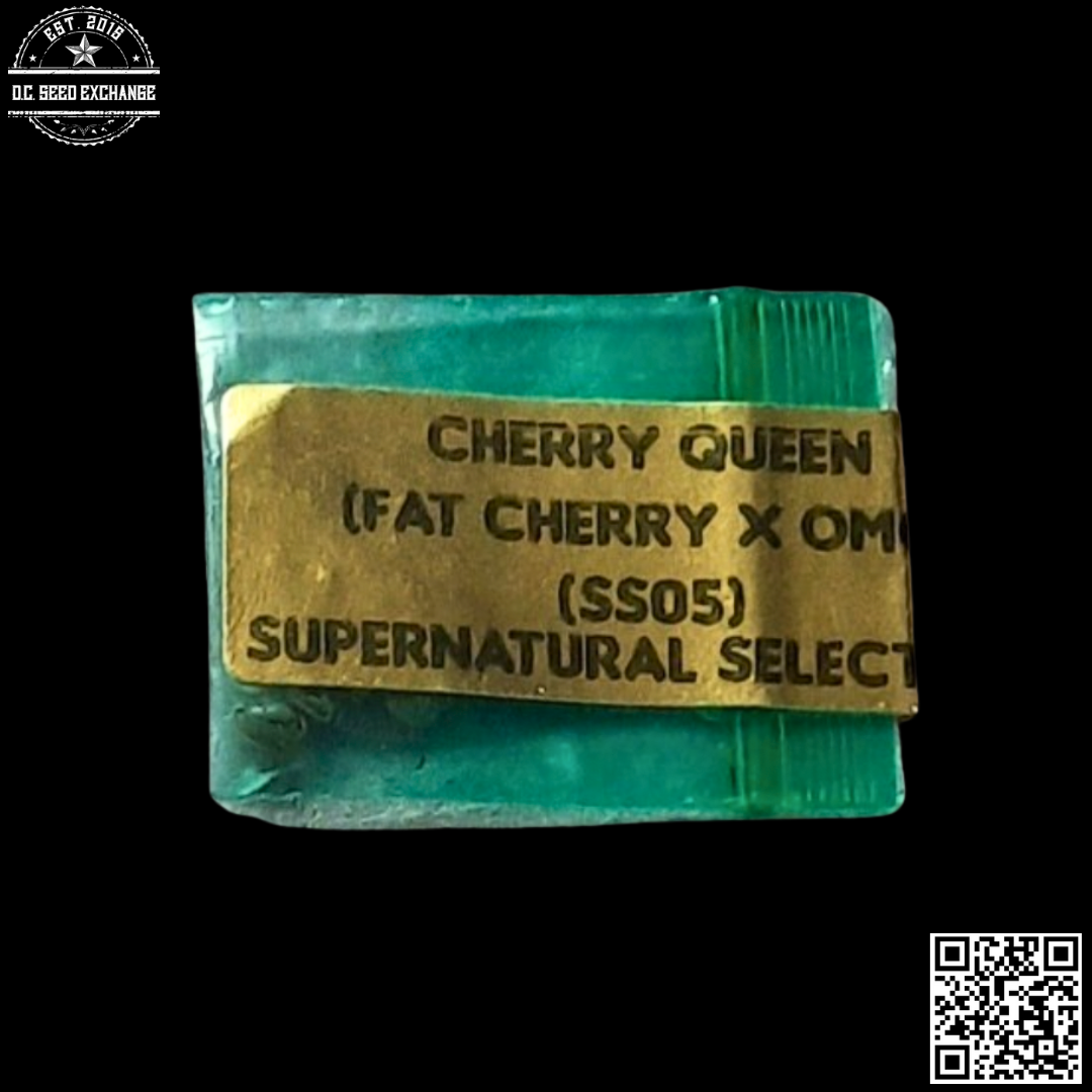 Supernatural Selections Cherry Queen (Fat Cherry Afghani x Old Mother Ghani) 11 Regular Seeds