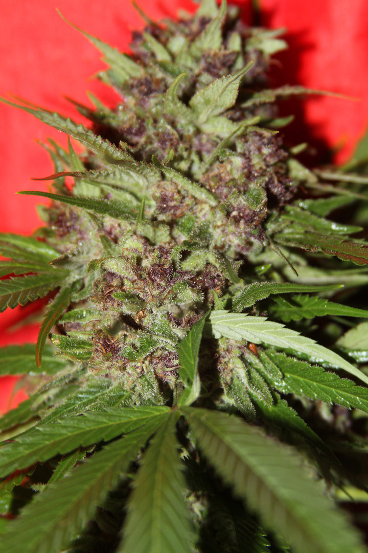 The NugLab New England Skunk (Skunk #1 x 1998 Hawaiian Skunk) 10 Regular Seeds - Image 2