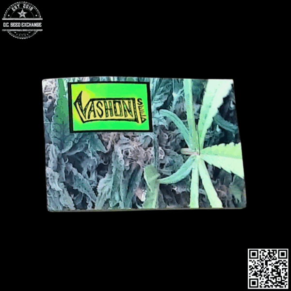 Vashon Seed Ripped Early Bird F1 (Ripped Bubba Kush x Early Bird) 10 Regular Seeds - Image 2