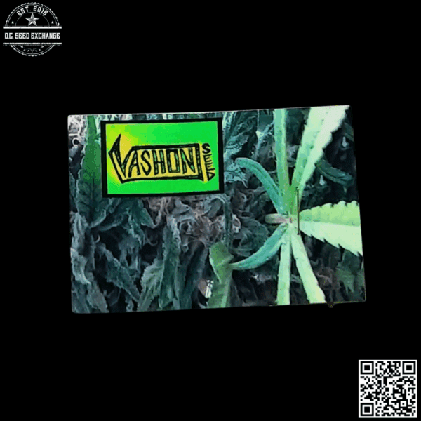 Vashon Seeds Eki Bird (Highland Afghanistan x Vashon Kush) 10 Regular Seeds - Image 3