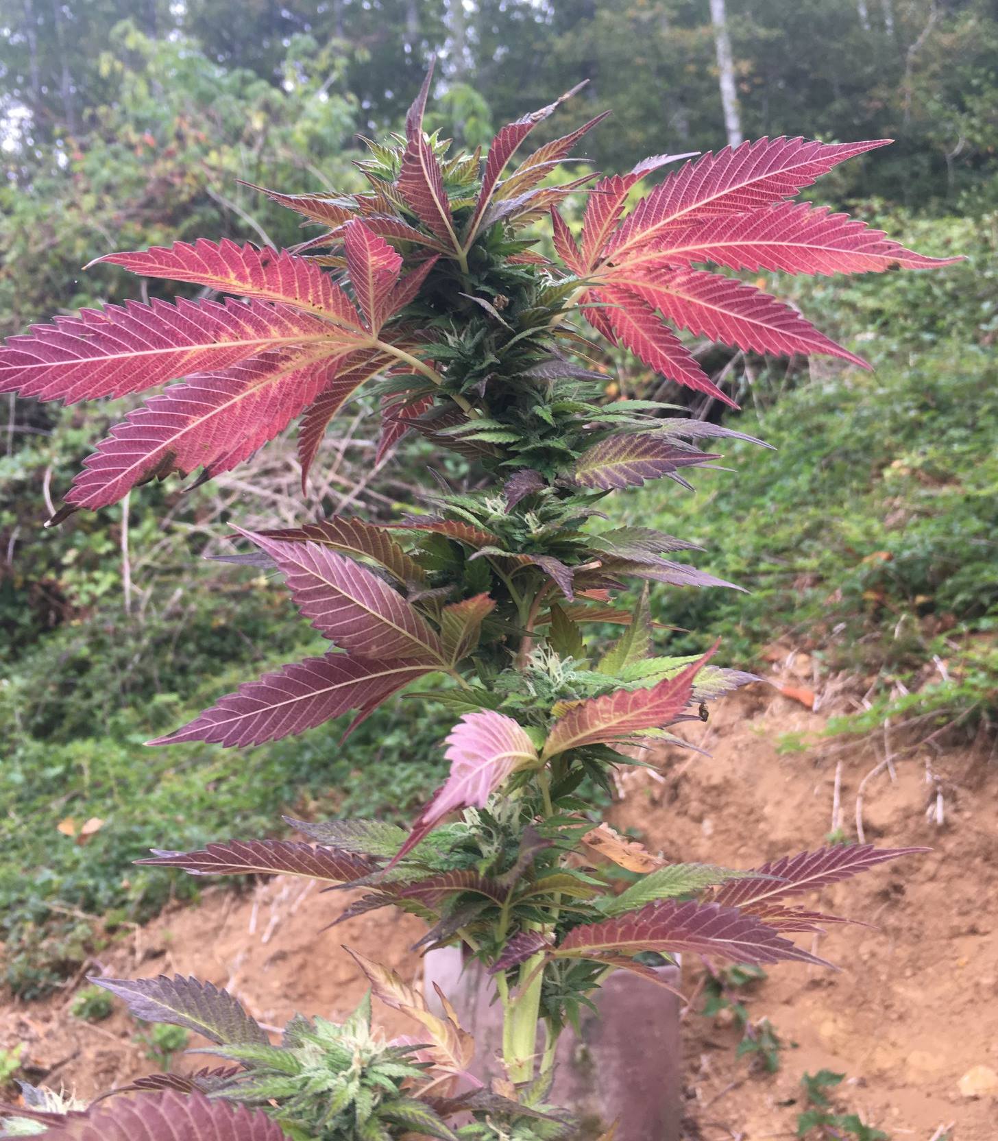 Vashon Seeds Eki Bird (Highland Afghanistan x Vashon Kush) 10 Regular Seeds - Image 2