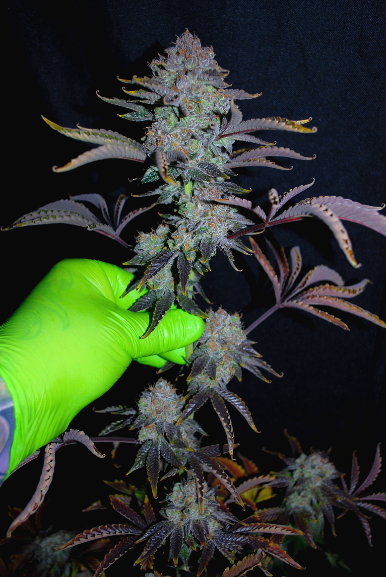 Wondermelon S1 7 Feminized Seeds - Image 4