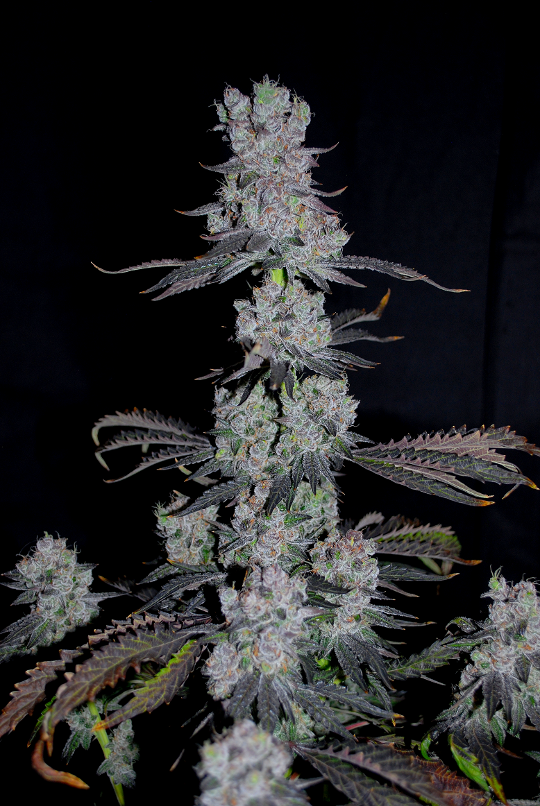 Wondermelon S1 7 Feminized Seeds - Image 2