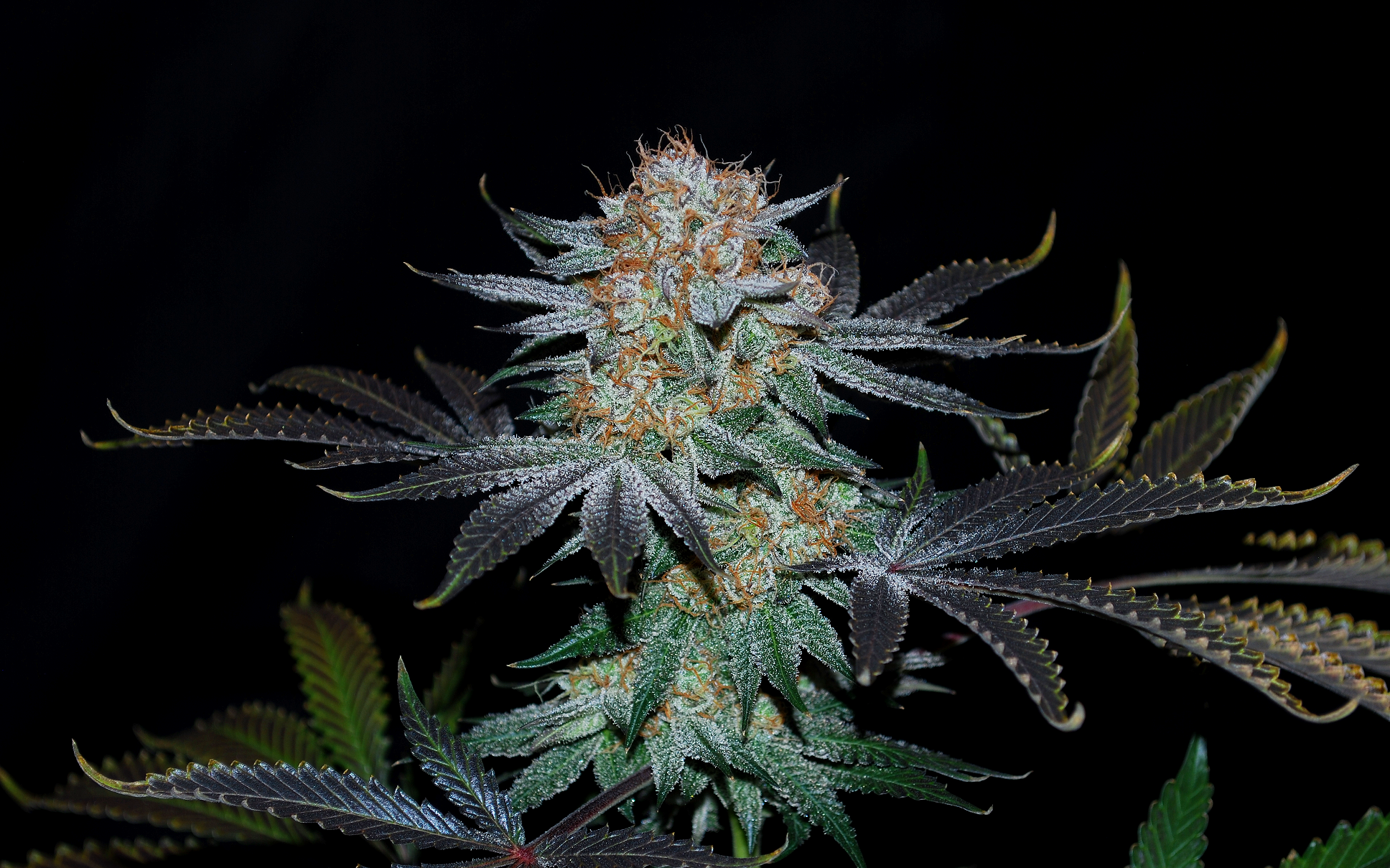 Wondermelon S1 7 Feminized Seeds - Image 3
