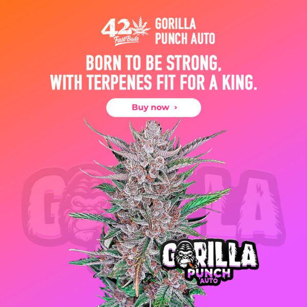 Gorilla Punch Auto 3 Feminized Autoflower Seeds - Image 2