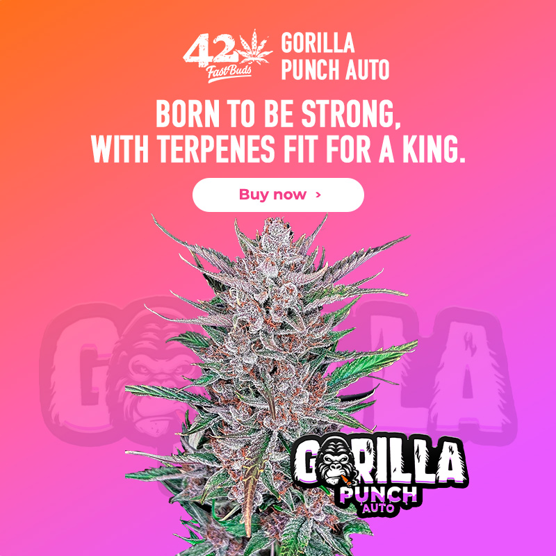 Gorilla Punch Auto 3 Feminized Autoflower Seeds - Image 2