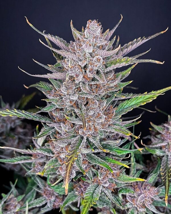 Gorilla Punch Auto 3 Feminized Autoflower Seeds - Image 6
