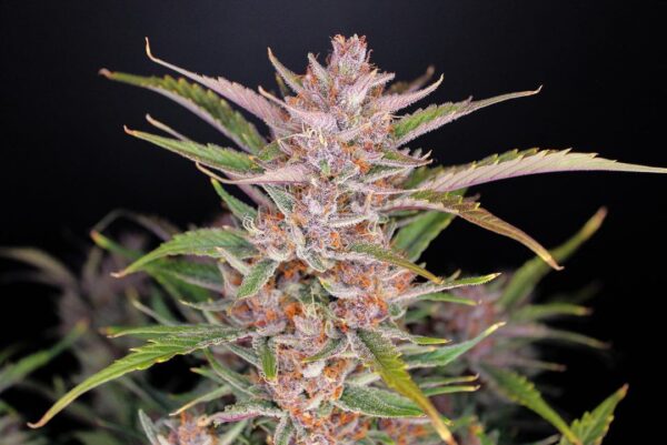 Gorilla Punch Auto 3 Feminized Autoflower Seeds - Image 7