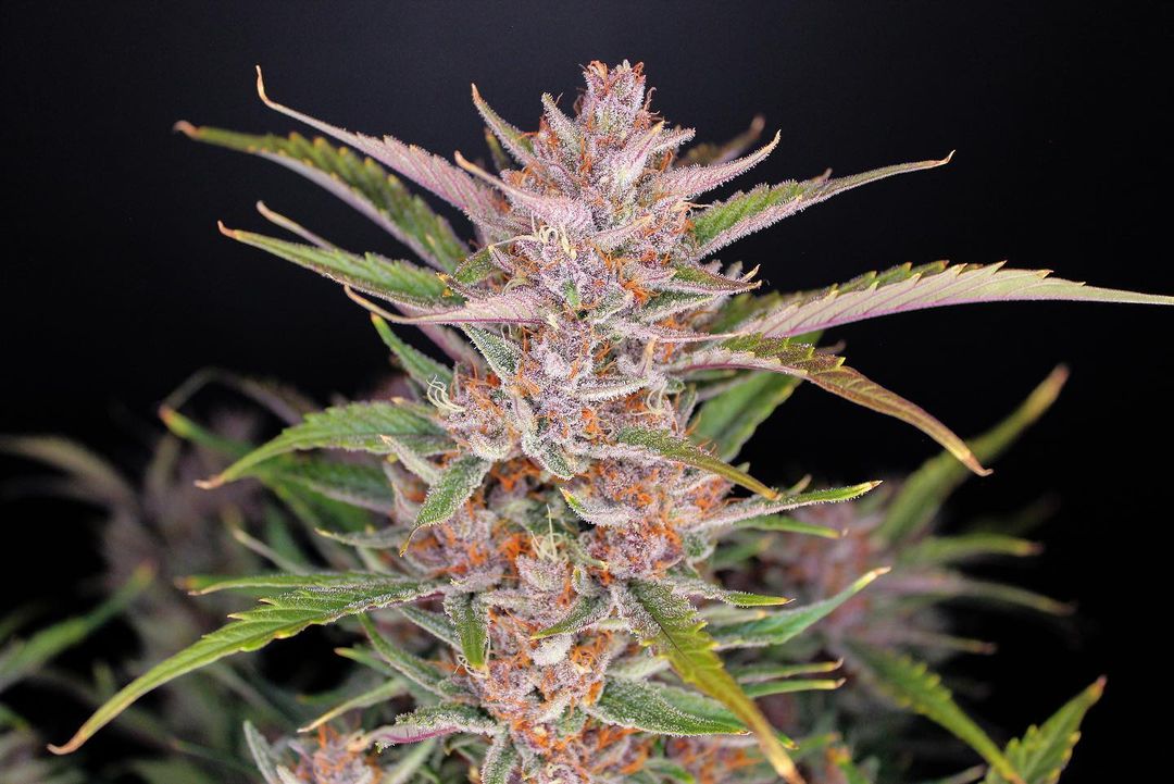 Gorilla Punch Auto 3 Feminized Autoflower Seeds - Image 7