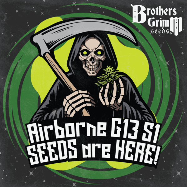 Airborne G13 S1 9 Feminized Seeds - Image 2