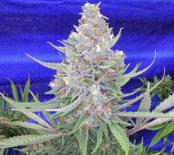 Space Queen Remix F1 (Space Queen XX x Space Dude) 5 Regular Seeds