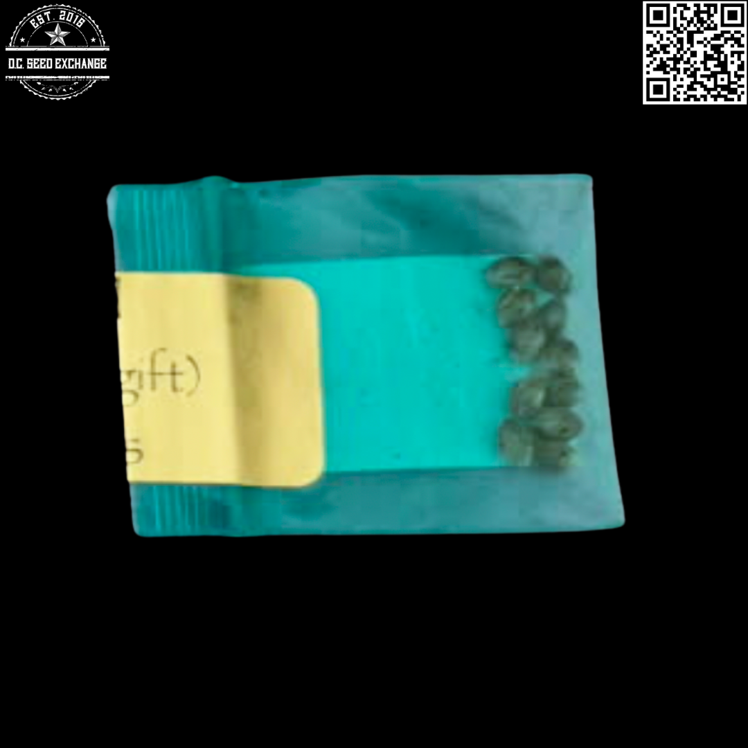 Bodhi Seeds Chem D x Sunshine Daydream 11 Regular Seeds - Image 2