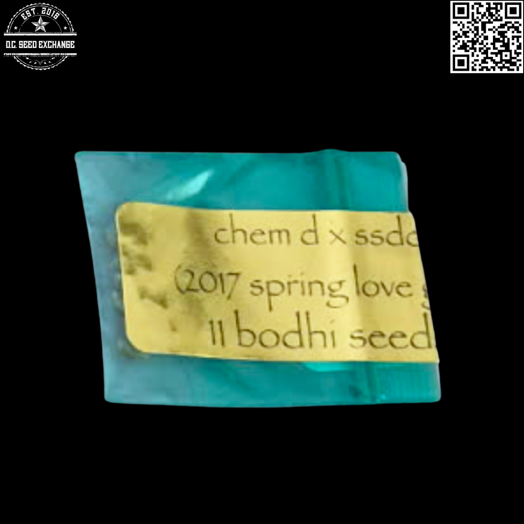 Bodhi Seeds Chem D x Sunshine Daydream 11 Regular Seeds