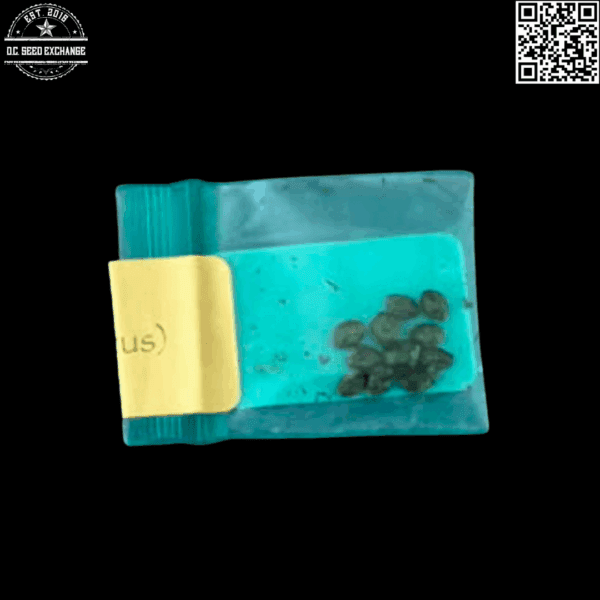 Bodhi Seeds Gogi OG (Nepali OG × Snow Lotus) 11 Regular Seeds - Image 4