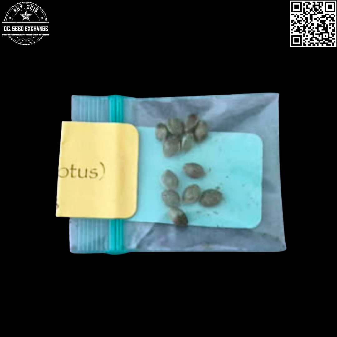 Bodhi Seeds Moontang (Chem 91 Skunk VA x Snow Lotus) 11 Regular Seeds - Image 3