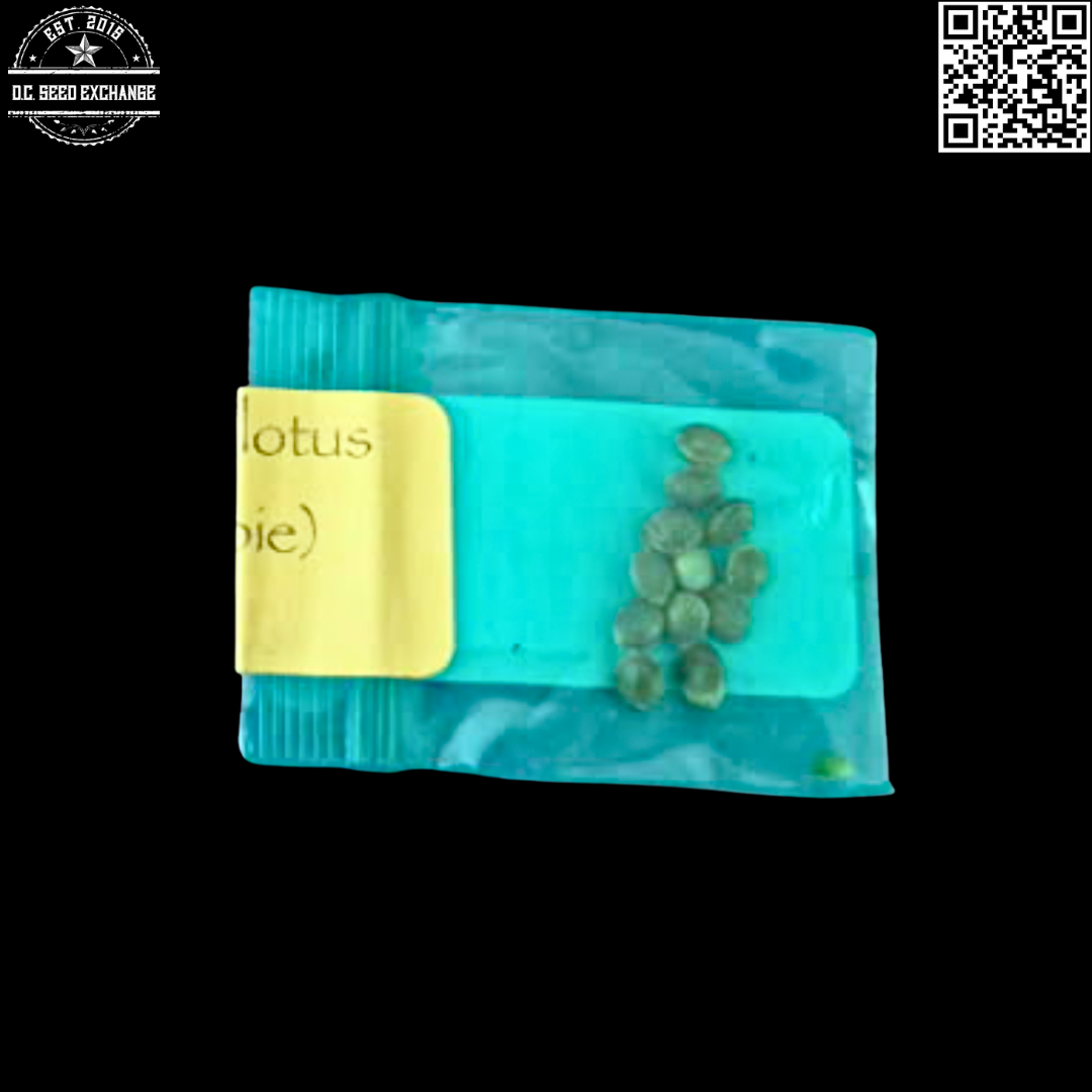 Bodhi Seeds Ortega Durian X Snow Lotus 11 Regular Seeds - Image 2