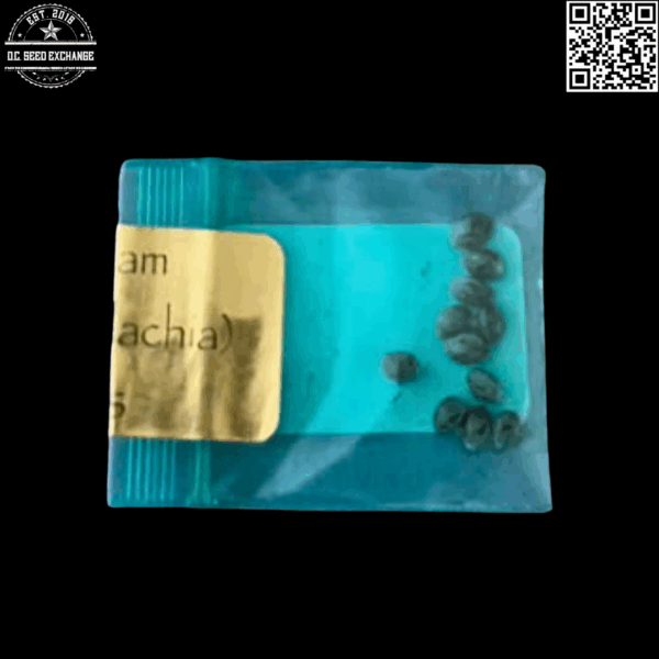 Bodhi Seeds Sunshine Daydream F1 (Bubbashine x Appalachia) 11 Regular Seeds - Image 4