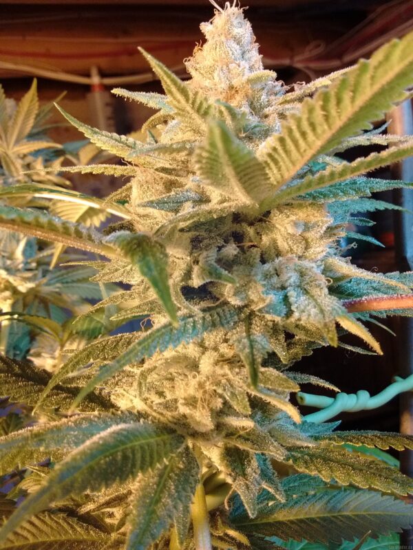 Bodhi Seeds Sunshine Daydream F1 (Bubbashine x Appalachia) 11 Regular Seeds - Image 3