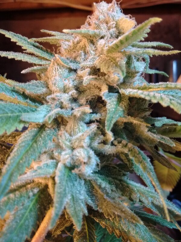 Bodhi Seeds Sunshine Daydream F1 (Bubbashine x Appalachia) 11 Regular Seeds - Image 2