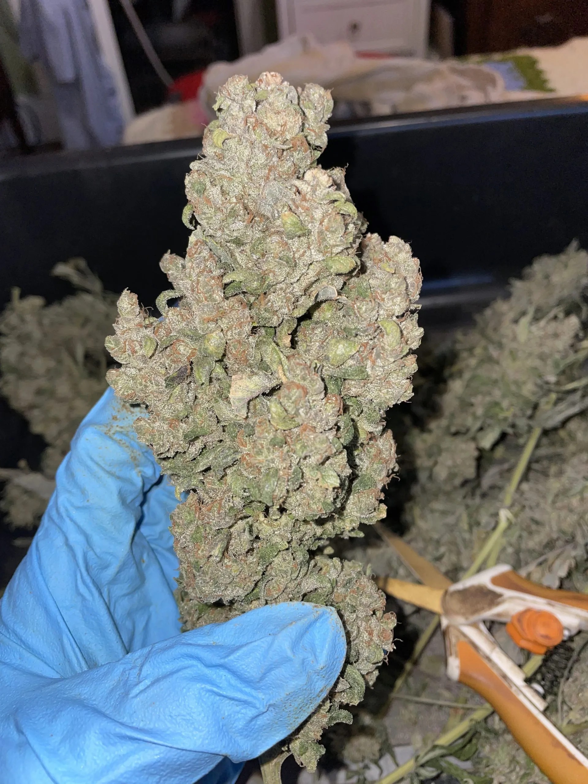 Double Dose Diesel S1 (Original Diesel x Sour Diesel) 6 Feminized Seeds - Image 4