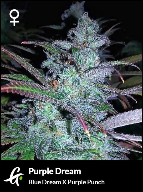 Greenpoint Seeds Purple Dream (Purple Punch x Blue Dream) 6 Feminized Seeds - Image 2