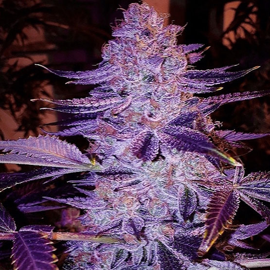 Ethos Genetics Forbidden Zkittlez BX2 10 Regular Seeds - Image 2