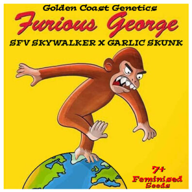 Furious George F1 ([SFV OG x Skywalker] x Garlic Skunk) 6 Feminized Seeds
