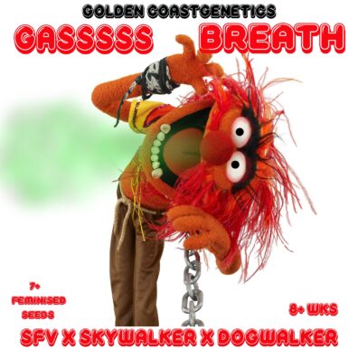 Gas Breath F1 ([SFV OG x Skywalker] x Dog Walker OG) 6 Feminized Seeds