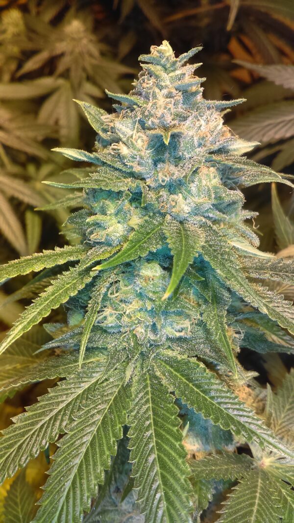 Bodhi Seeds Gogi OG (Nepali OG × Snow Lotus) 11 Regular Seeds - Image 2