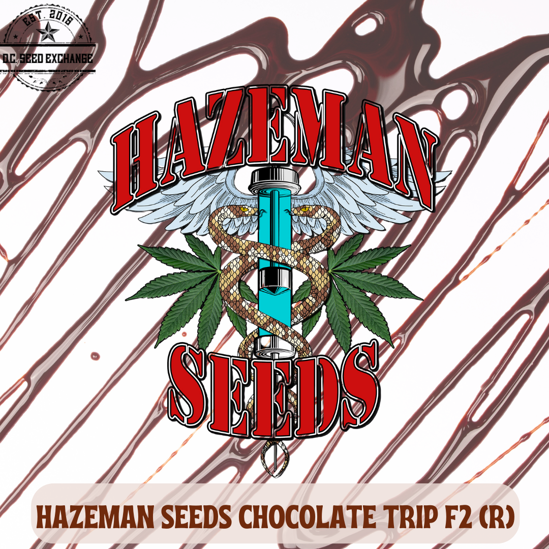 Chocolate Trip F2 12 Regular Seeds