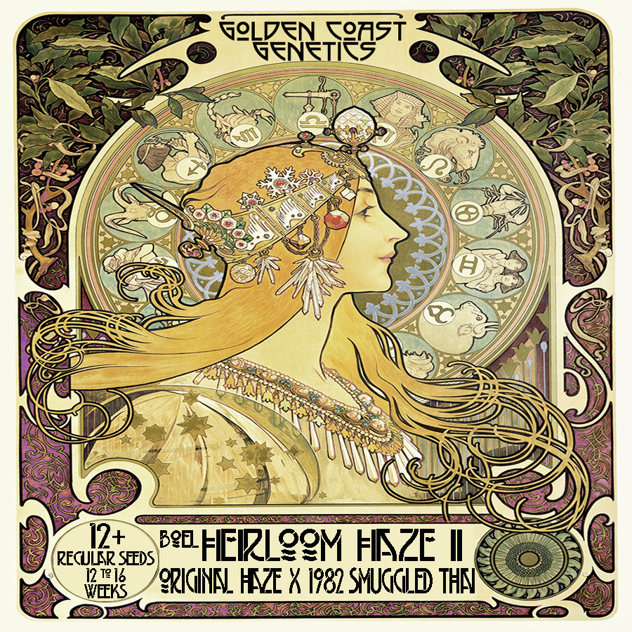 Heirloom Haze II (1982 Thai x Purple Haze) 12 Regular Seeds