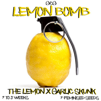 Lemon Bomb F1 (Garlic Skunk x The Lemon) 6 Feminized Seeds