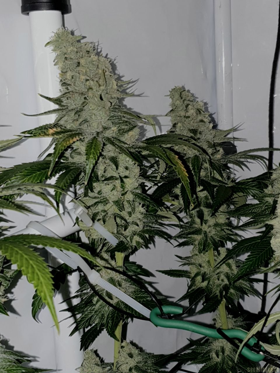 Bodhi Seeds Moontang (Chem 91 Skunk VA x Snow Lotus) 11 Regular Seeds - Image 2