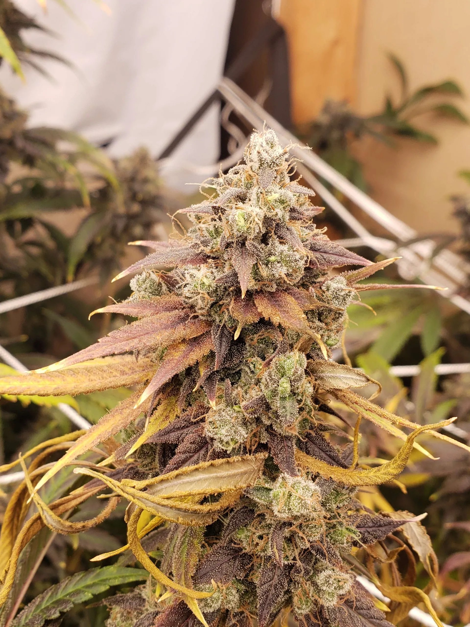 Sour Diesel IBL 10 Regular Seeds - Image 4