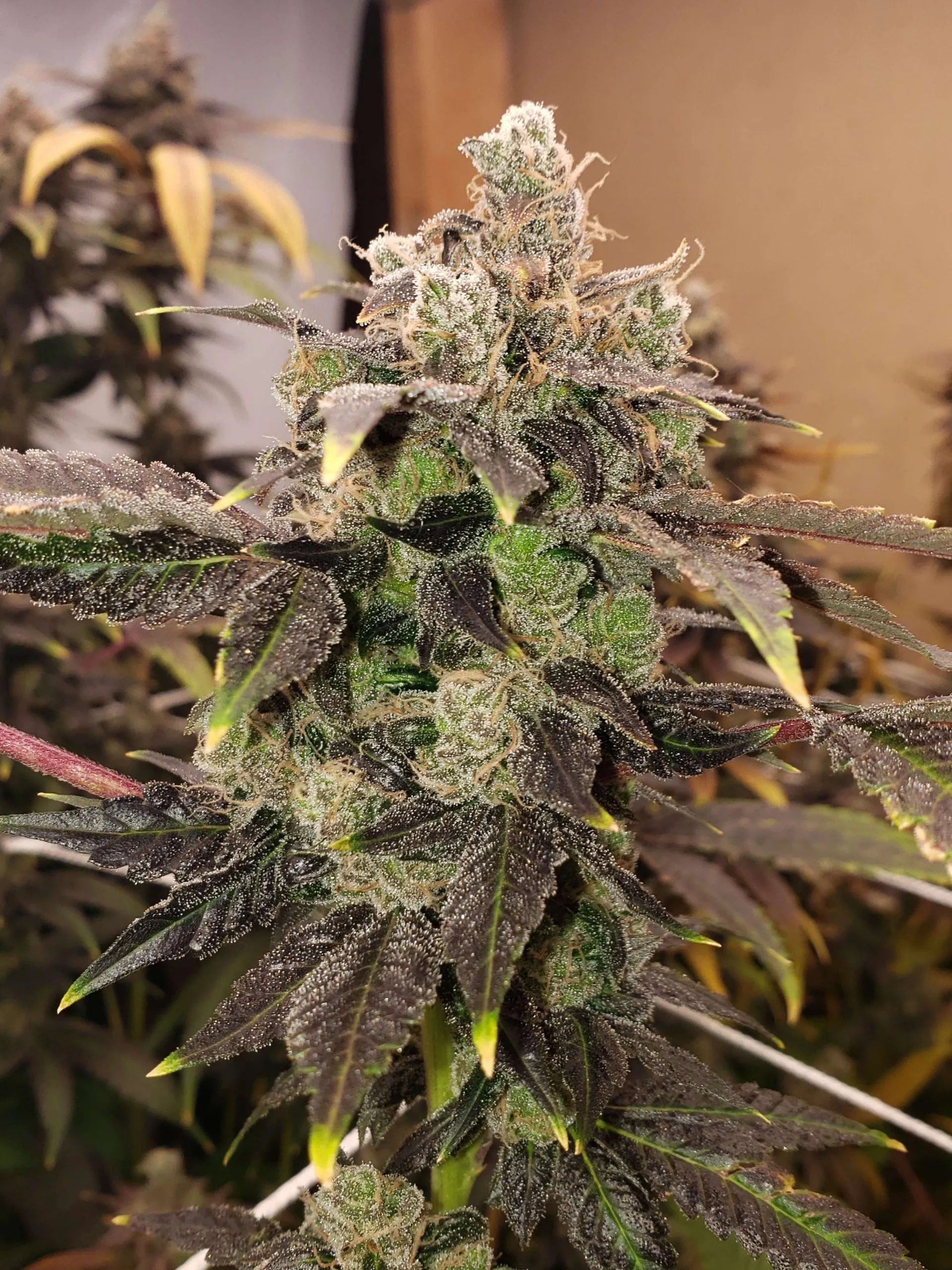 Sour Diesel IBL 10 Regular Seeds - Image 2
