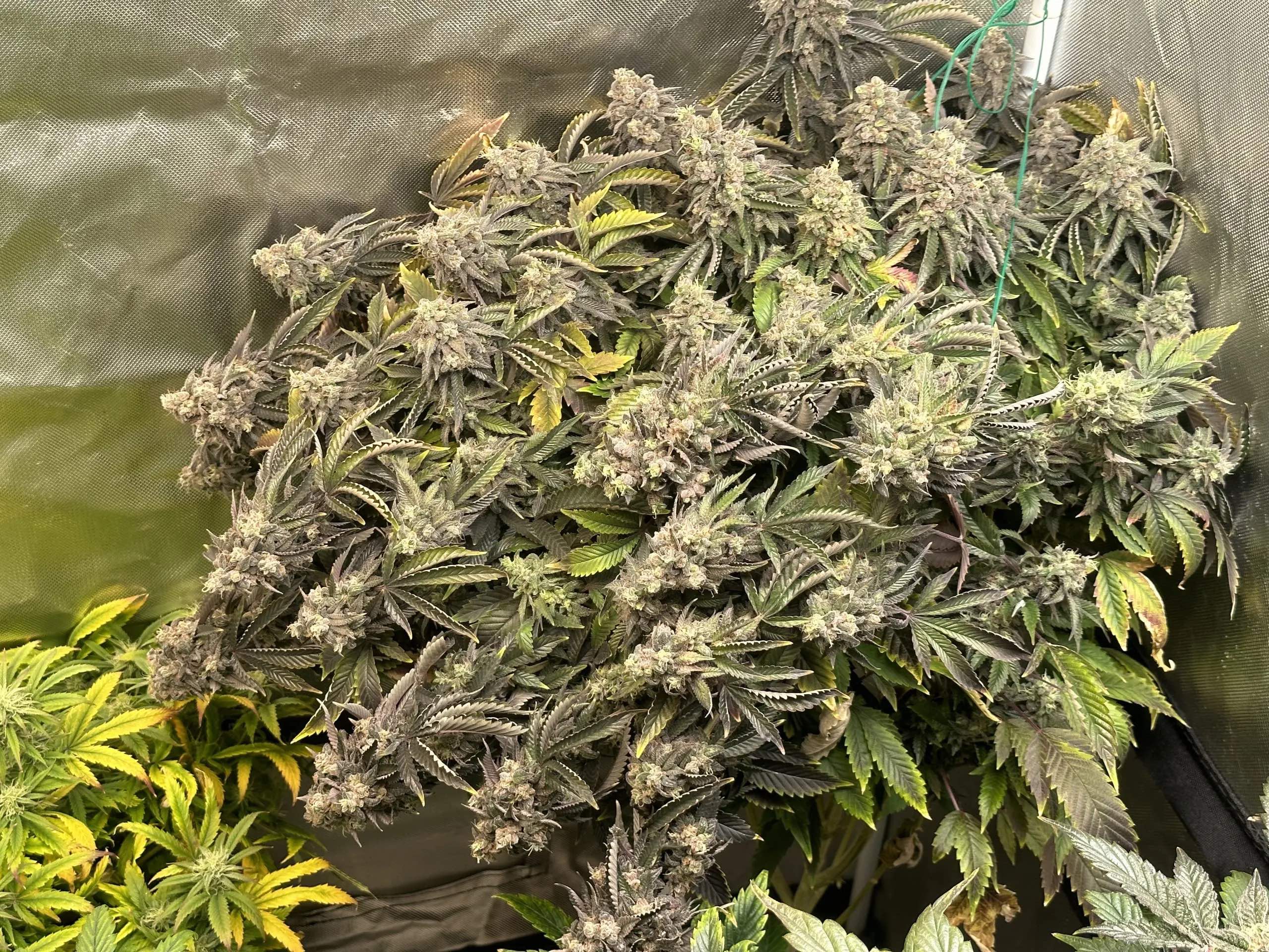 Sour Diesel IBL 10 Regular Seeds