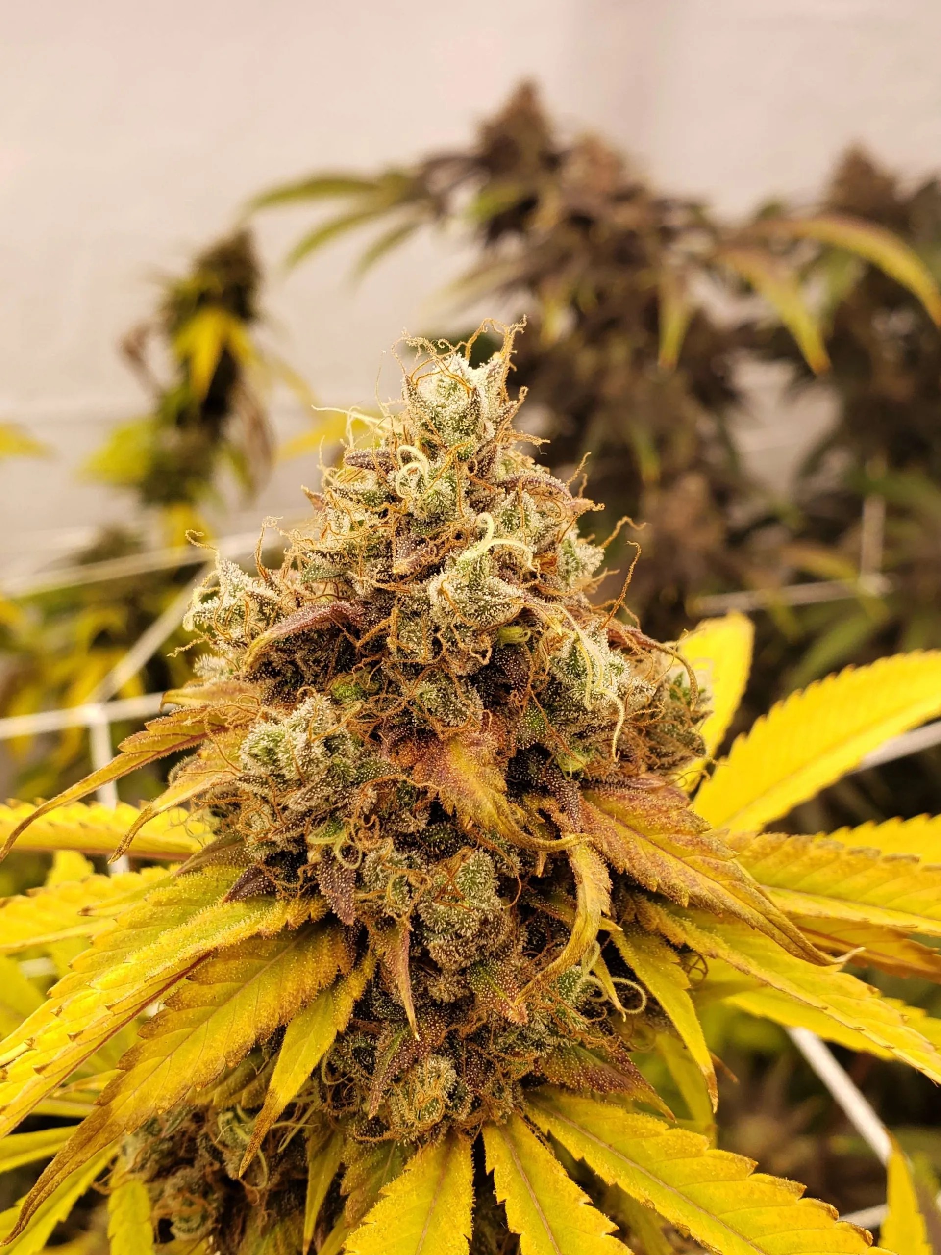 Sour Diesel IBL 10 Regular Seeds - Image 3