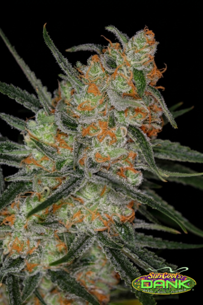 SpaceQueenRemix2 thumbnail