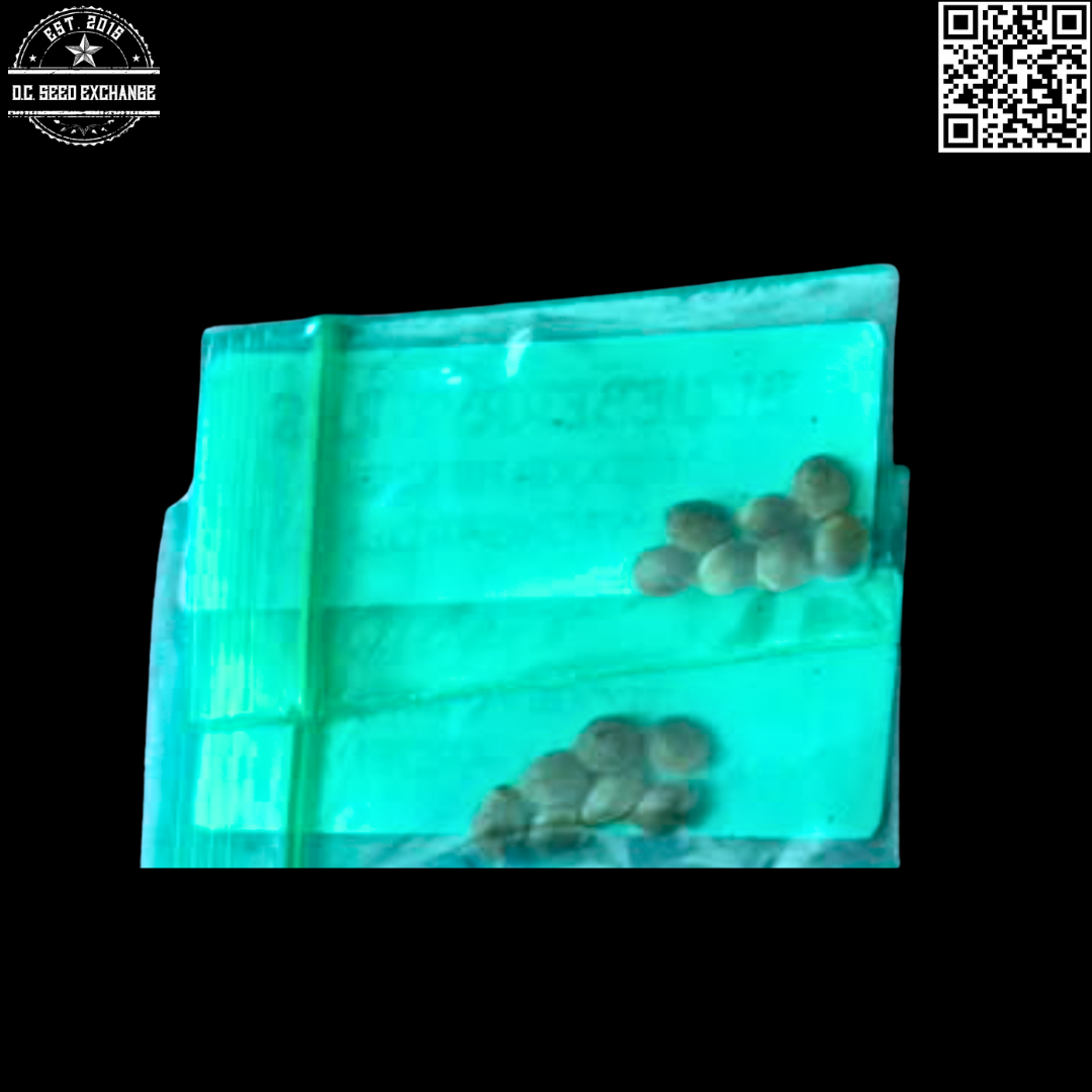 Strayfox Gardenz Blueberry/Roadkill Skunk 14 Regular Seeds - Image 2